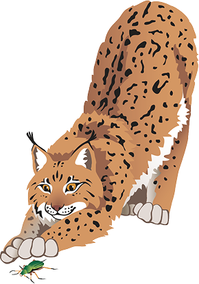 lynx playful